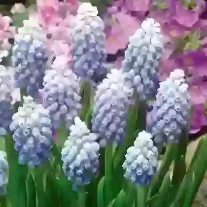 Ocean Magic